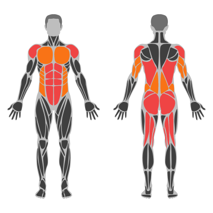 Full Body B affected muscles