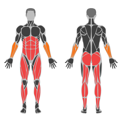 Lower Body Strength affected muscles