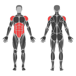 Landmine Twist affected muscles