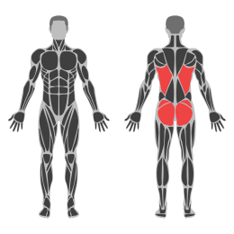 Child’s Pose affected muscles