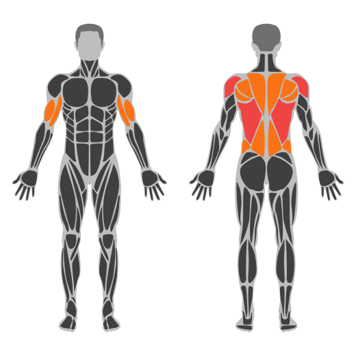 Rings Pull-Up affected muscles