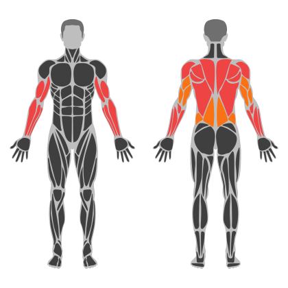 Upper Body / Pull affected muscles