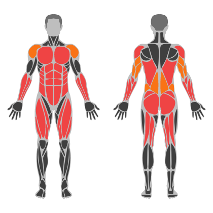 Full Body A affected muscles