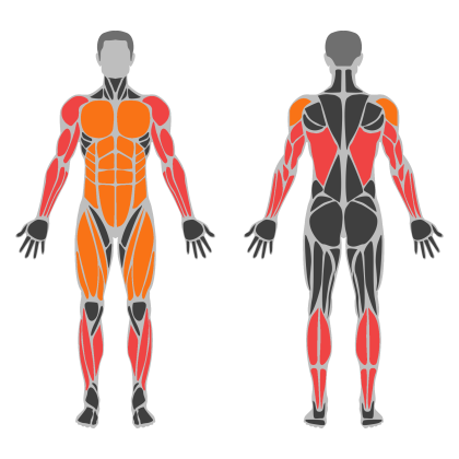 Arm Volume affected muscles