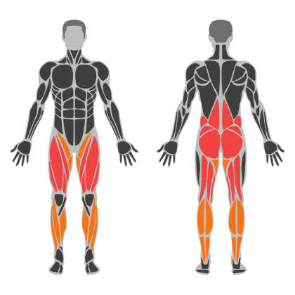 Legs and Glute Volume affected muscles