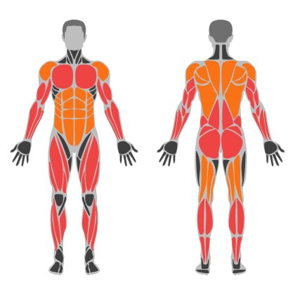 Full Body C affected muscles