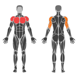 Static Front Hold affected muscles