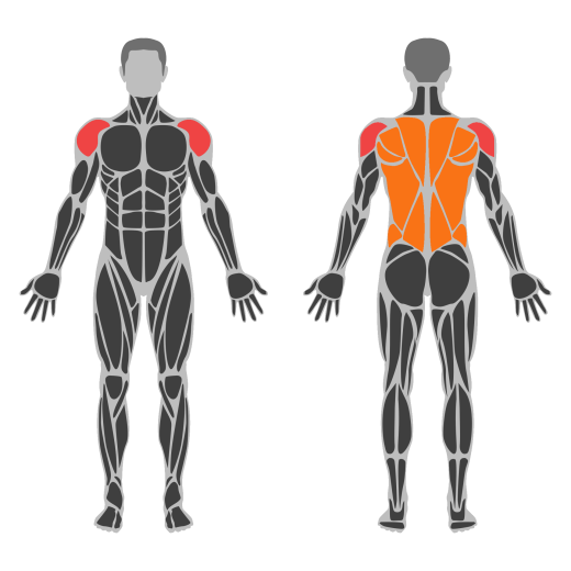 Dumbbell Seated Bent Over High Row affected muscles