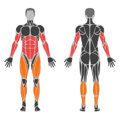 Arm Volume affected muscles