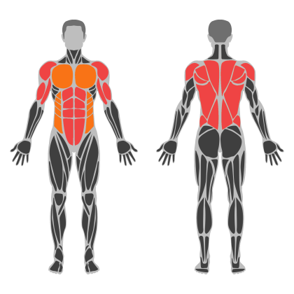Upper Body Balance affected muscles