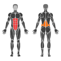 Cat Cow affected muscles