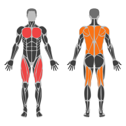 Assault Air Bike affected muscles
