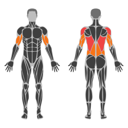 Pull-Up affected muscles