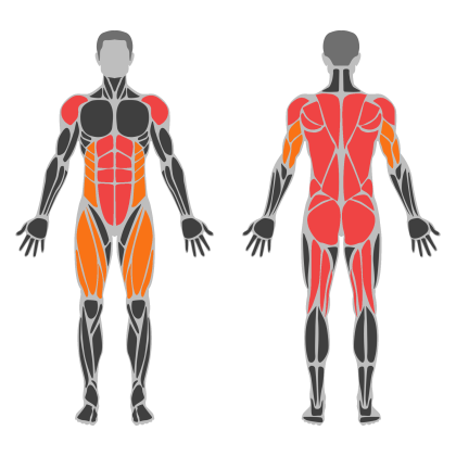 Full Body B affected muscles