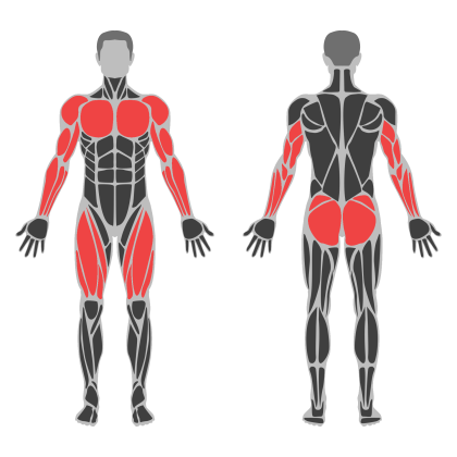 Full Body C affected muscles