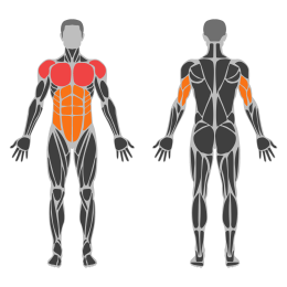 Frog Planche affected muscles
