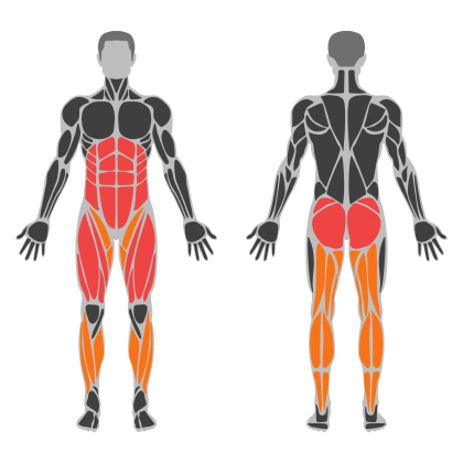 Lower Body Support affected muscles