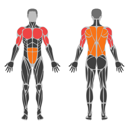Upper Accessory affected muscles