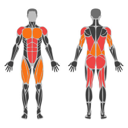 Full Body B affected muscles