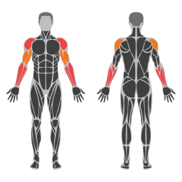 Cable Standing Wrist Roll affected muscles