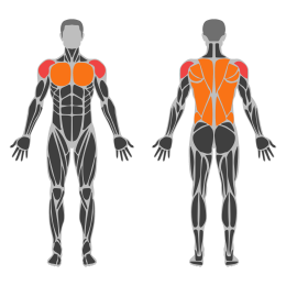 Landmine Lateral Raise affected muscles