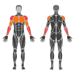 Wrist Roller affected muscles