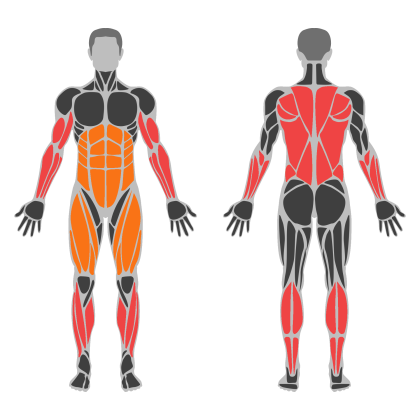 Biceps and Back affected muscles