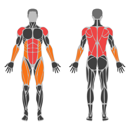 Upper Body and Core affected muscles