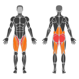 Dumbbell Sumo Squat affected muscles