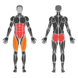 Dumbbell Single Leg Hip Thrust affected muscles