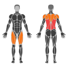 Rowing Machine affected muscles