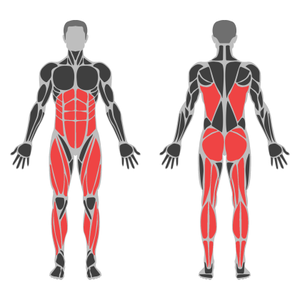 Lower Body Strength affected muscles