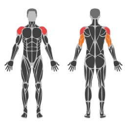 Seated Arnold Dumbbell Press affected muscles