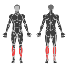 Seated Calf Raise affected muscles