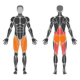 Kettelbell Clean affected muscles