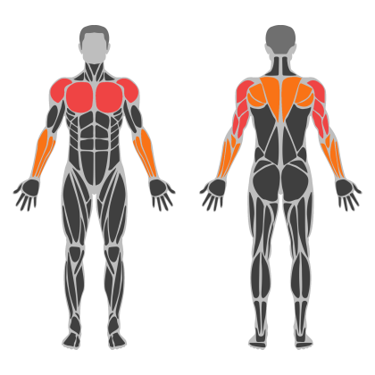Upper Accessory affected muscles
