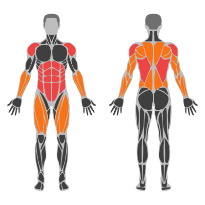 Upper Body and Core affected muscles