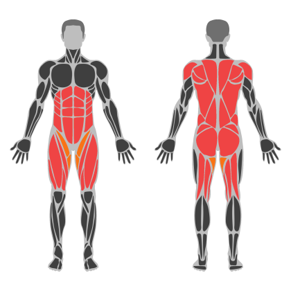 Back and Legs Support affected muscles