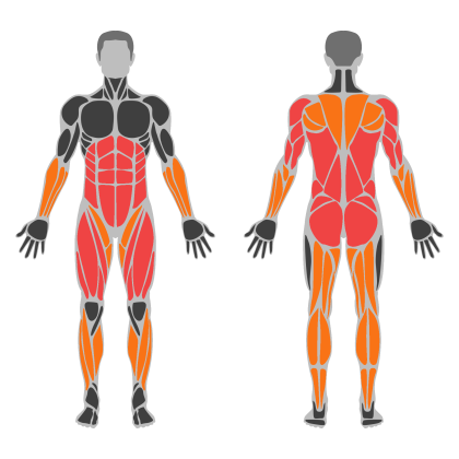 Back and Legs Support affected muscles