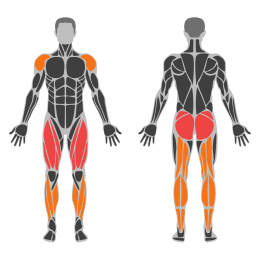 Jump Squat affected muscles