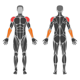Smith Machine Upright Row affected muscles