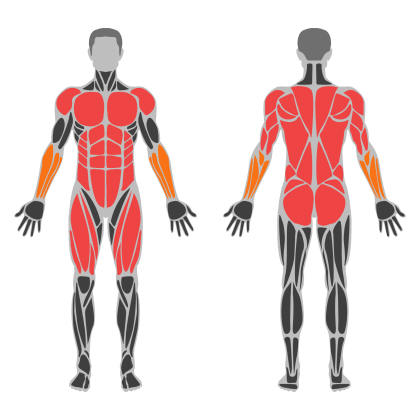 Full Body Power affected muscles