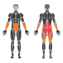 Dumbbell Straight Leg Deadlift affected muscles