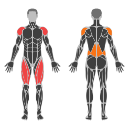 Dumbbell Snatch affected muscles