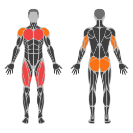 Burpee affected muscles