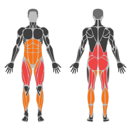 Legs and Glute Volume affected muscles