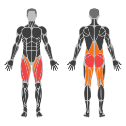 Barbell Bulgarian Squat affected muscles
