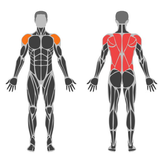 Alternate Bent Over Dumbbell Reverse Fly affected muscles