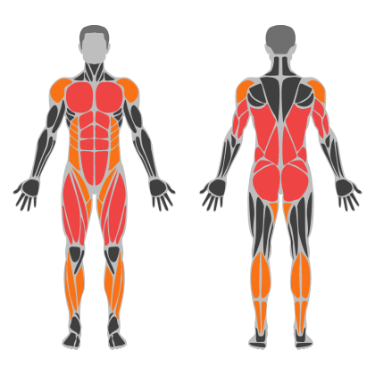 Full Body Circuit affected muscles