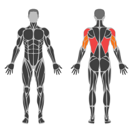 Rope Straight-Arm Lat Pulldown affected muscles